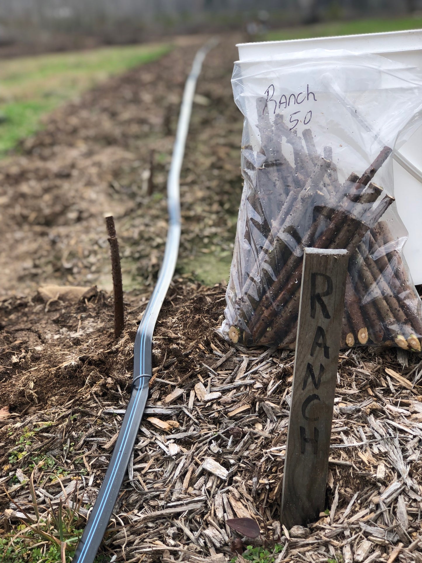 Bag of Ranch elderberry cuttings next to a bag.