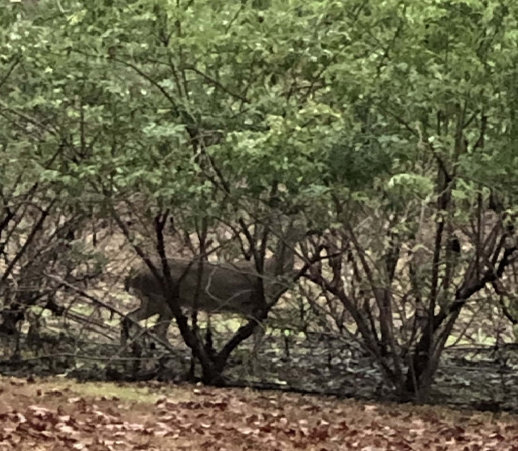 Veteran Berries | Deer in Hamilton Elderberry Field