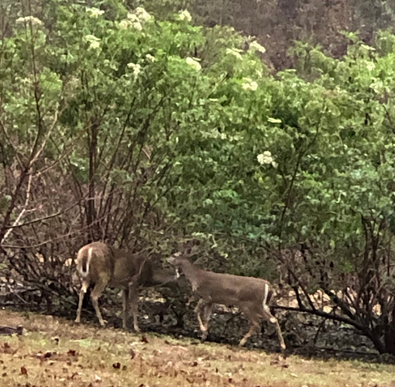 Deer Secure Among Hamilton American Elderberry