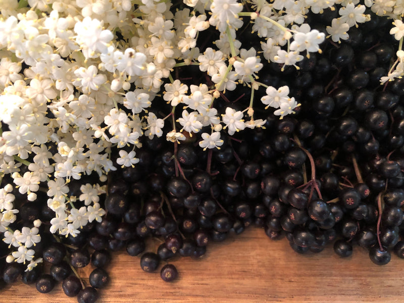 Veteran Berries | Elderflowers on top of Elderberries