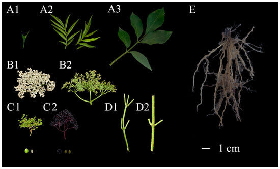 NEW ELDERBERRY RESEARCH — The Science Keeps Growing!