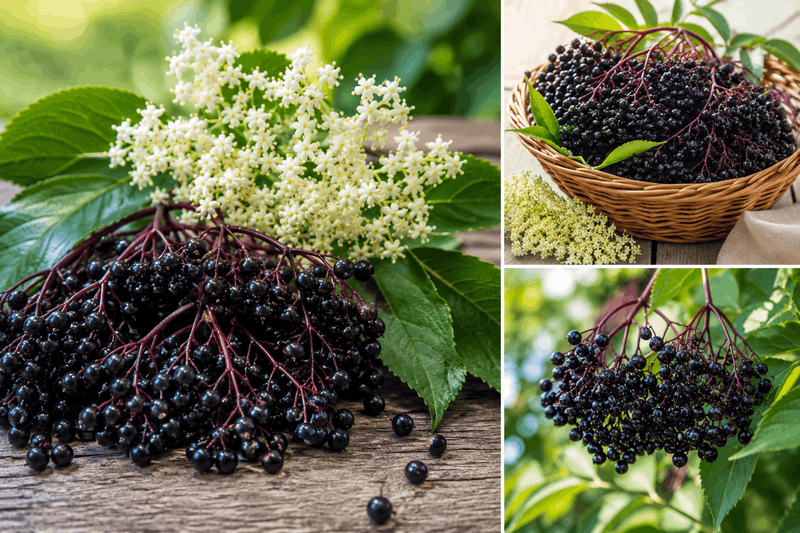 Elderberry and Elderflowers on table and in basket.