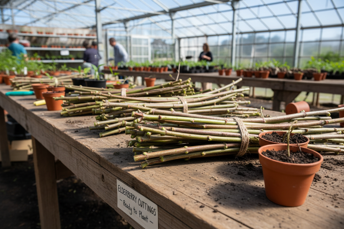 American Elderberry cuttings on wood table in a green house.