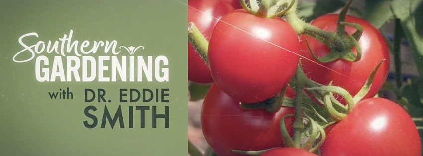 MSU Extension Southern Gardening - Elderberries