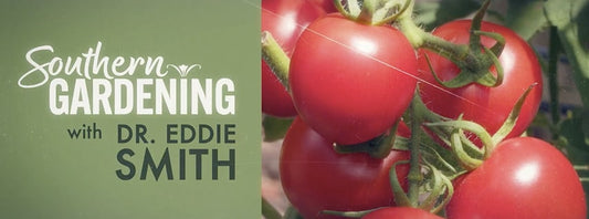 MSU Extension Southern Gardening - Elderberries