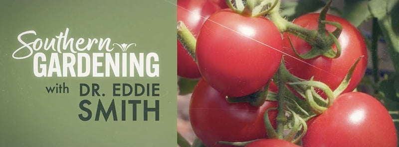 MSU Extension Southern Gardening - Elderberries