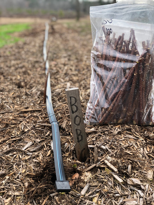 Elderberry cuttings with a label in a field next to a bag.