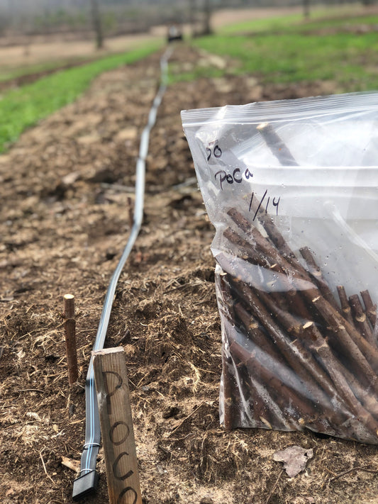 Elderberry cuttings on a field background