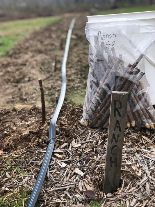 Bag of Ranch elderberry cuttings next to a bag.