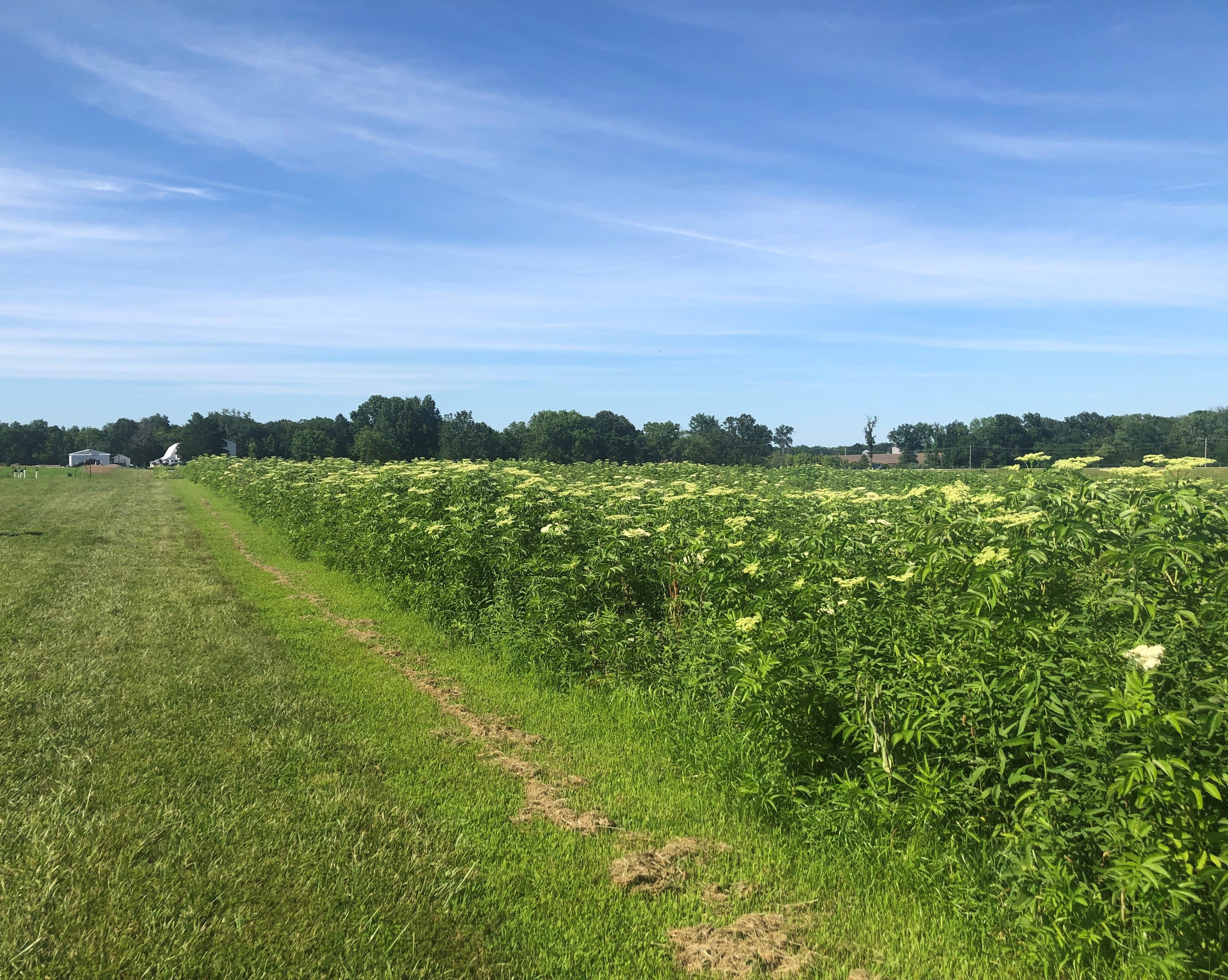 Field of American Elderberry