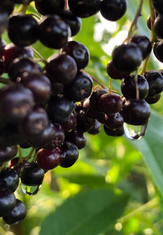Closeup of Elderberry with Dew Drop