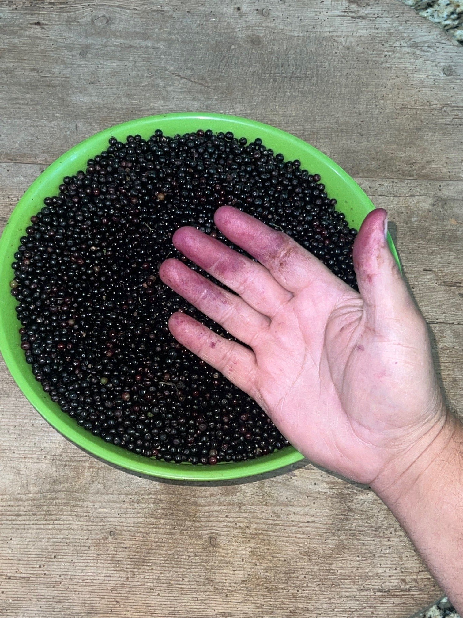 Bowl of elderberries and stained fingers