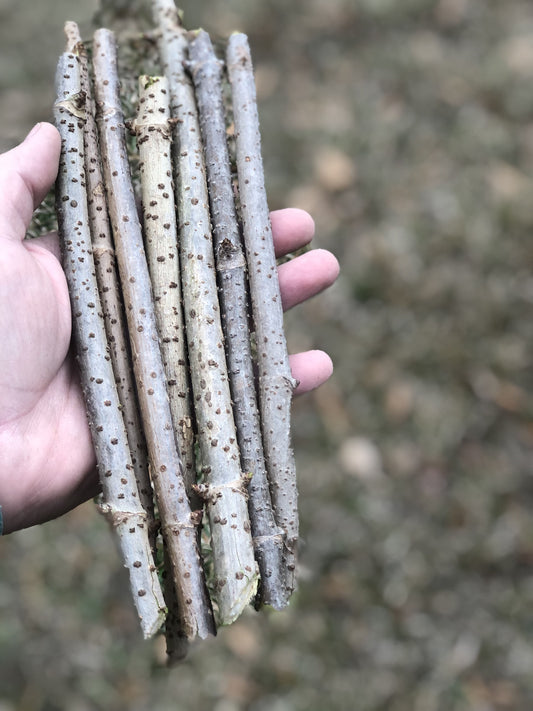 Elderberry Cuttings - Hamilton | Certified Commercial Nursery Stock