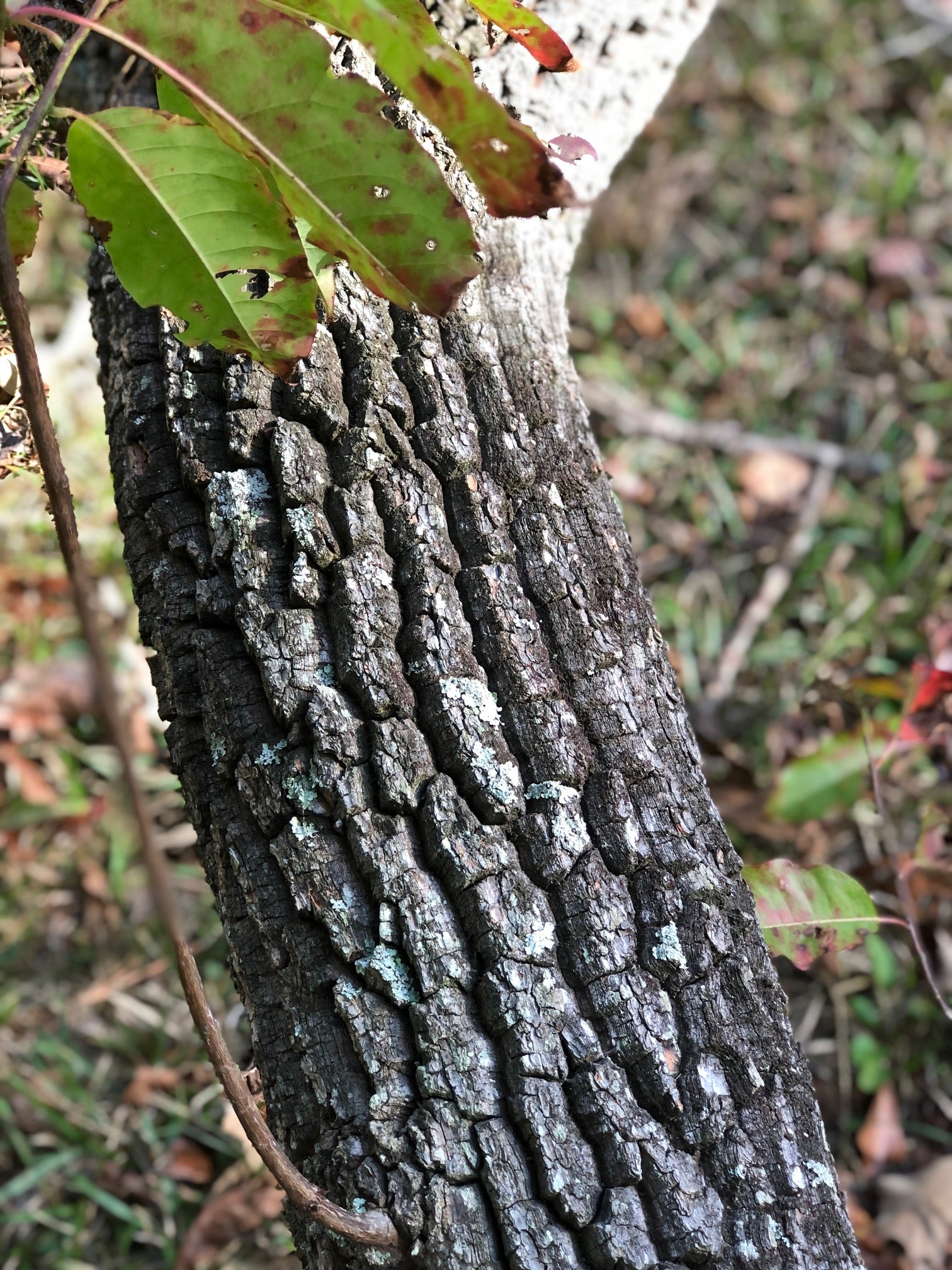 Close-up of a sourwood tree trunk with deep textured bark and green leaves.