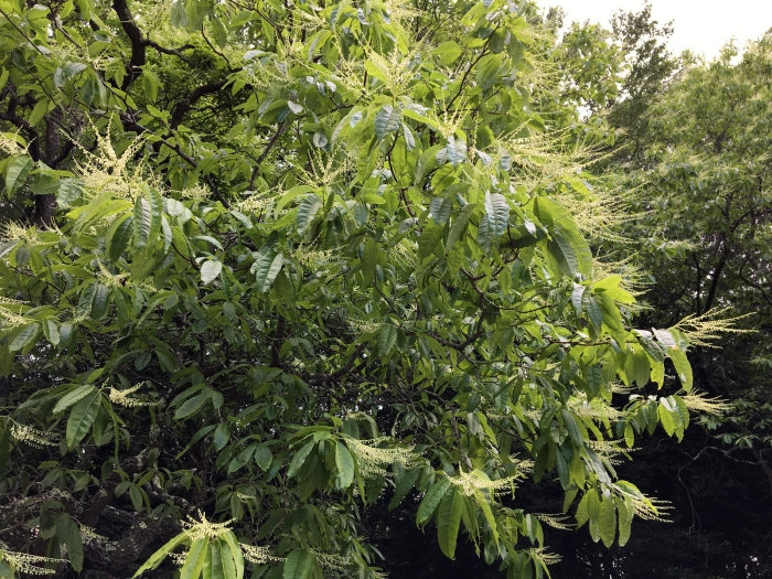 Sourwood tree with green leaves with blooms