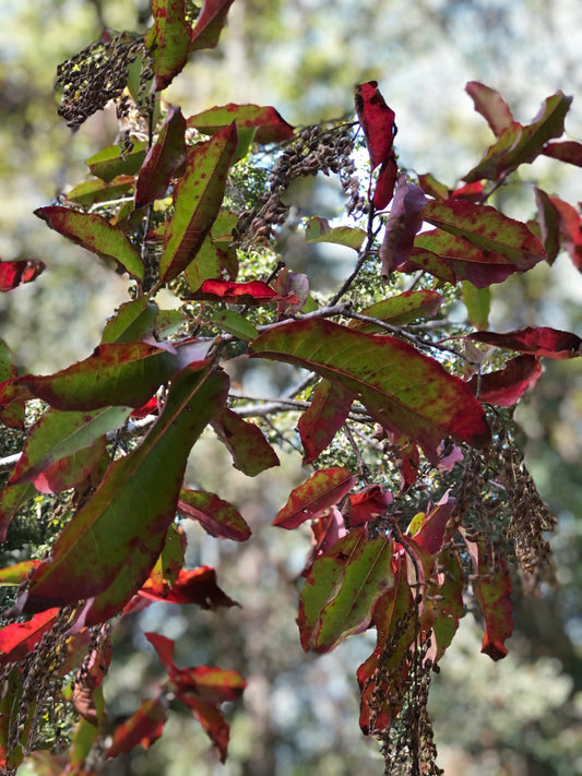 Close-up of a sourwood tree branch with red and green leaves against a blurred natural background