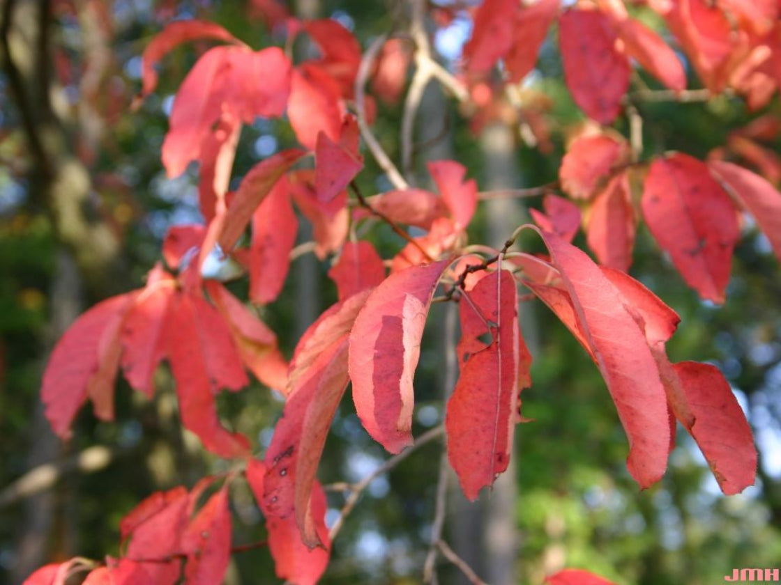 Close-up of a sourwood tree's red leaves in the Fall